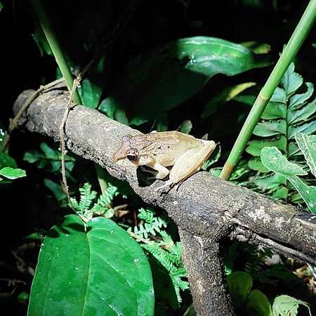 Hope Garden, Sarapiqui, We Connect You With The Sarapiqui Tropical Forest Bagian luar foto