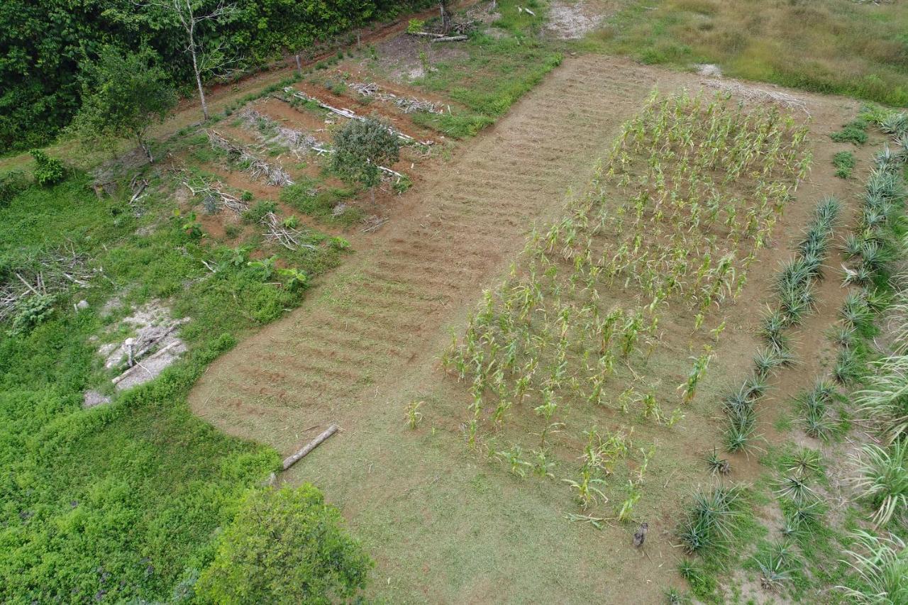 Hope Garden, Sarapiqui, We Connect You With The Sarapiqui Tropical Forest Bagian luar foto