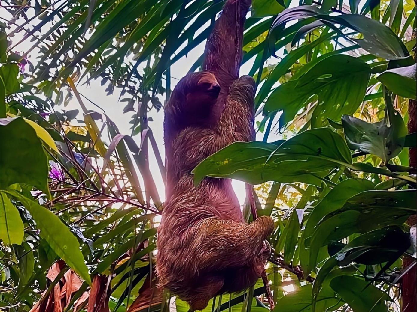 Hope Garden, Sarapiqui, We Connect You With The Sarapiqui Tropical Forest Bagian luar foto