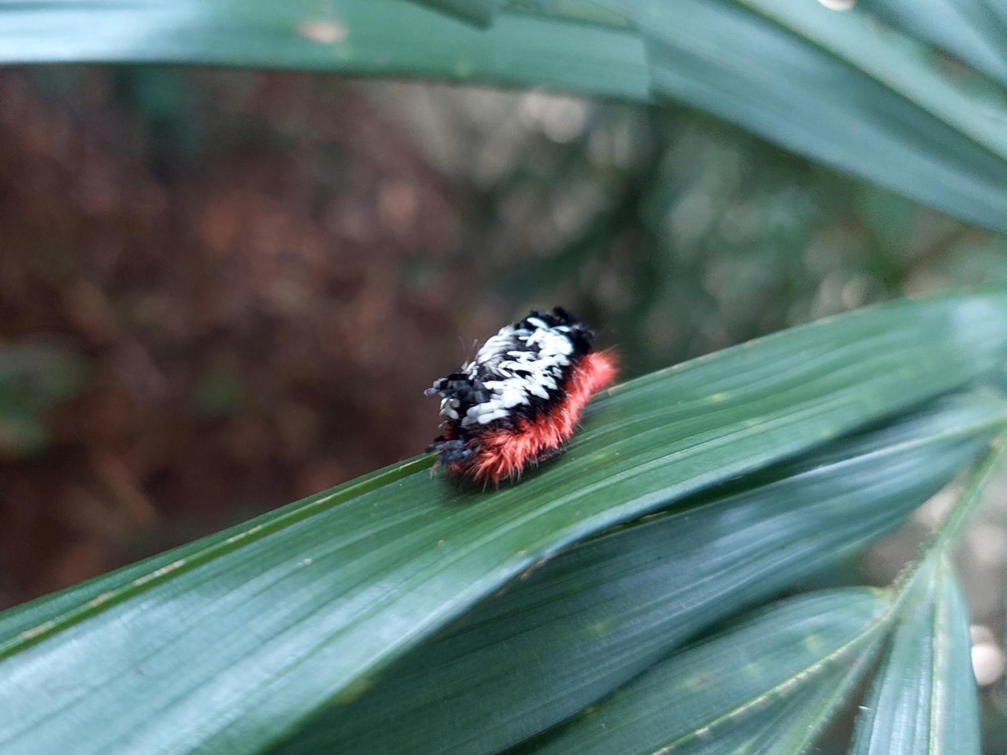 Hope Garden, Sarapiqui, We Connect You With The Sarapiqui Tropical Forest Bagian luar foto