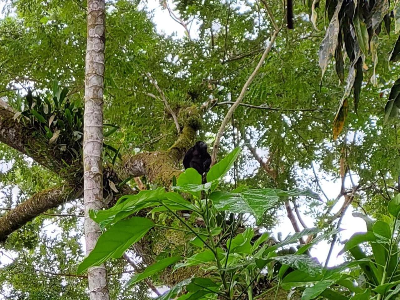 Hope Garden, Sarapiqui, We Connect You With The Sarapiqui Tropical Forest Bagian luar foto
