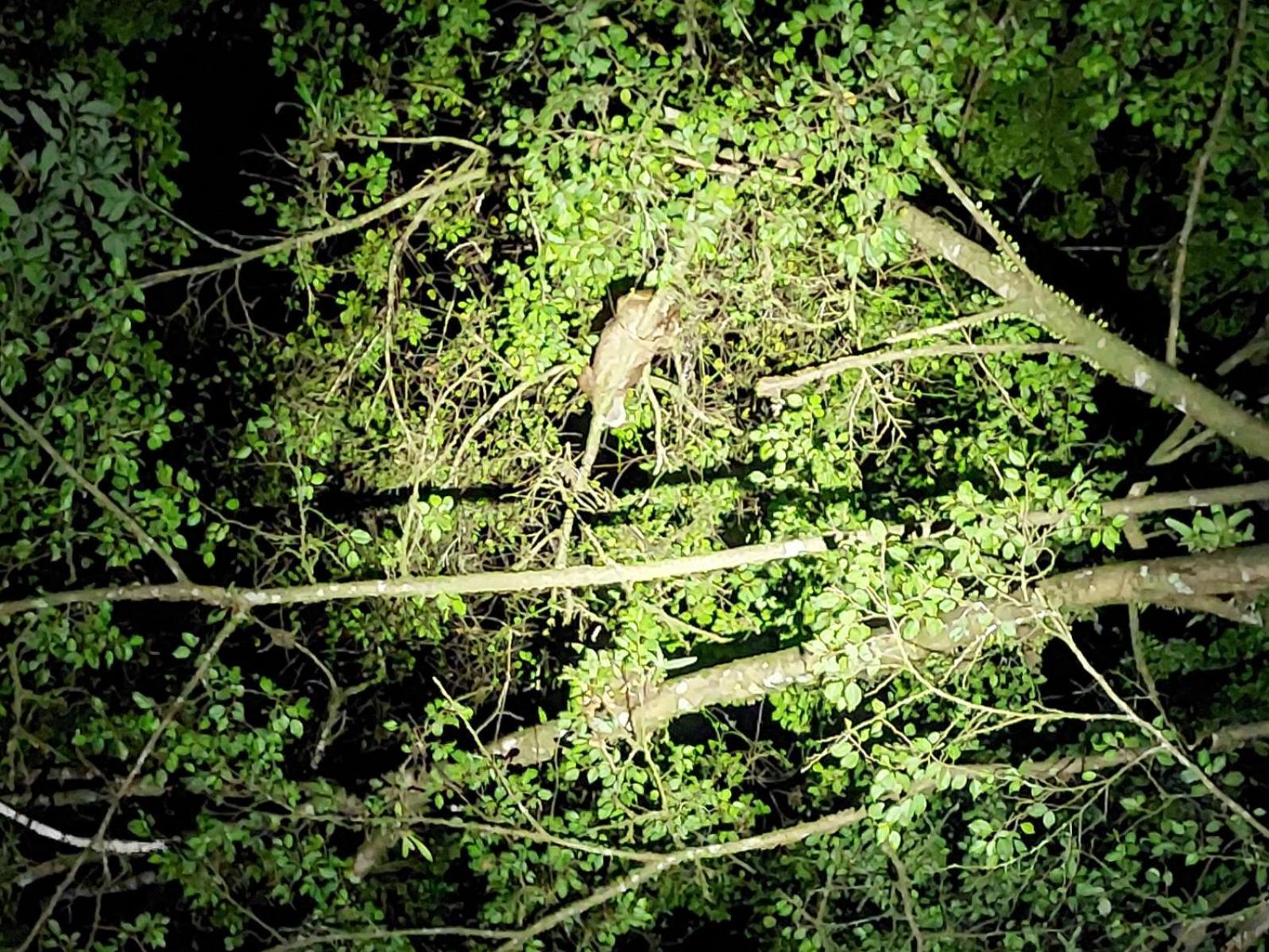Hope Garden, Sarapiqui, We Connect You With The Sarapiqui Tropical Forest Bagian luar foto