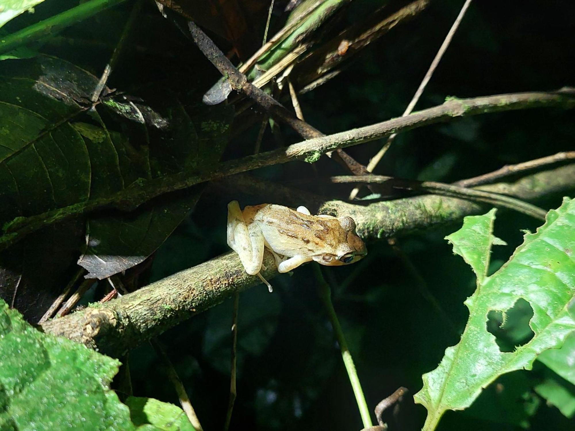 Hope Garden, Sarapiqui, We Connect You With The Sarapiqui Tropical Forest Bagian luar foto