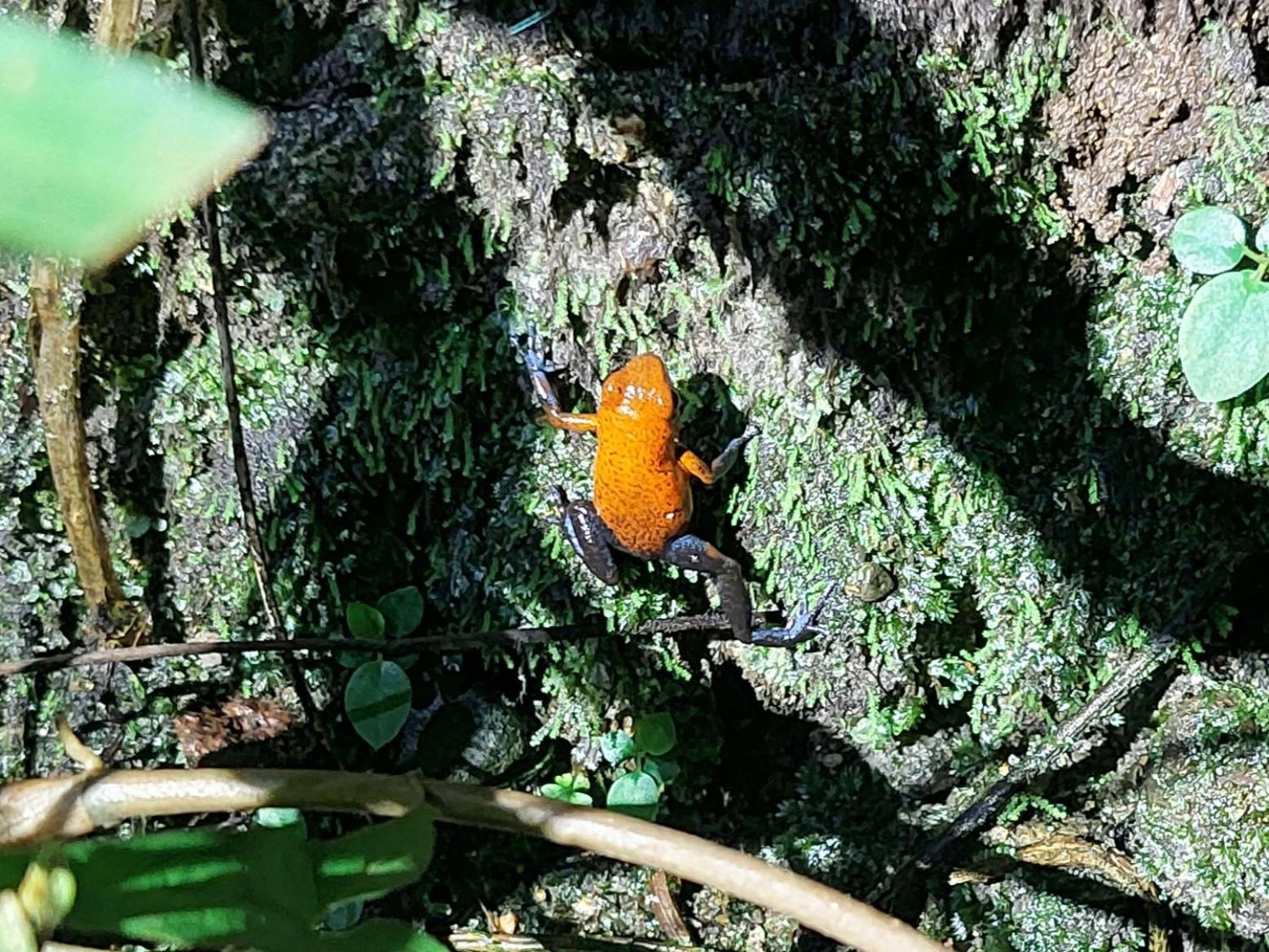 Hope Garden, Sarapiqui, We Connect You With The Sarapiqui Tropical Forest Bagian luar foto