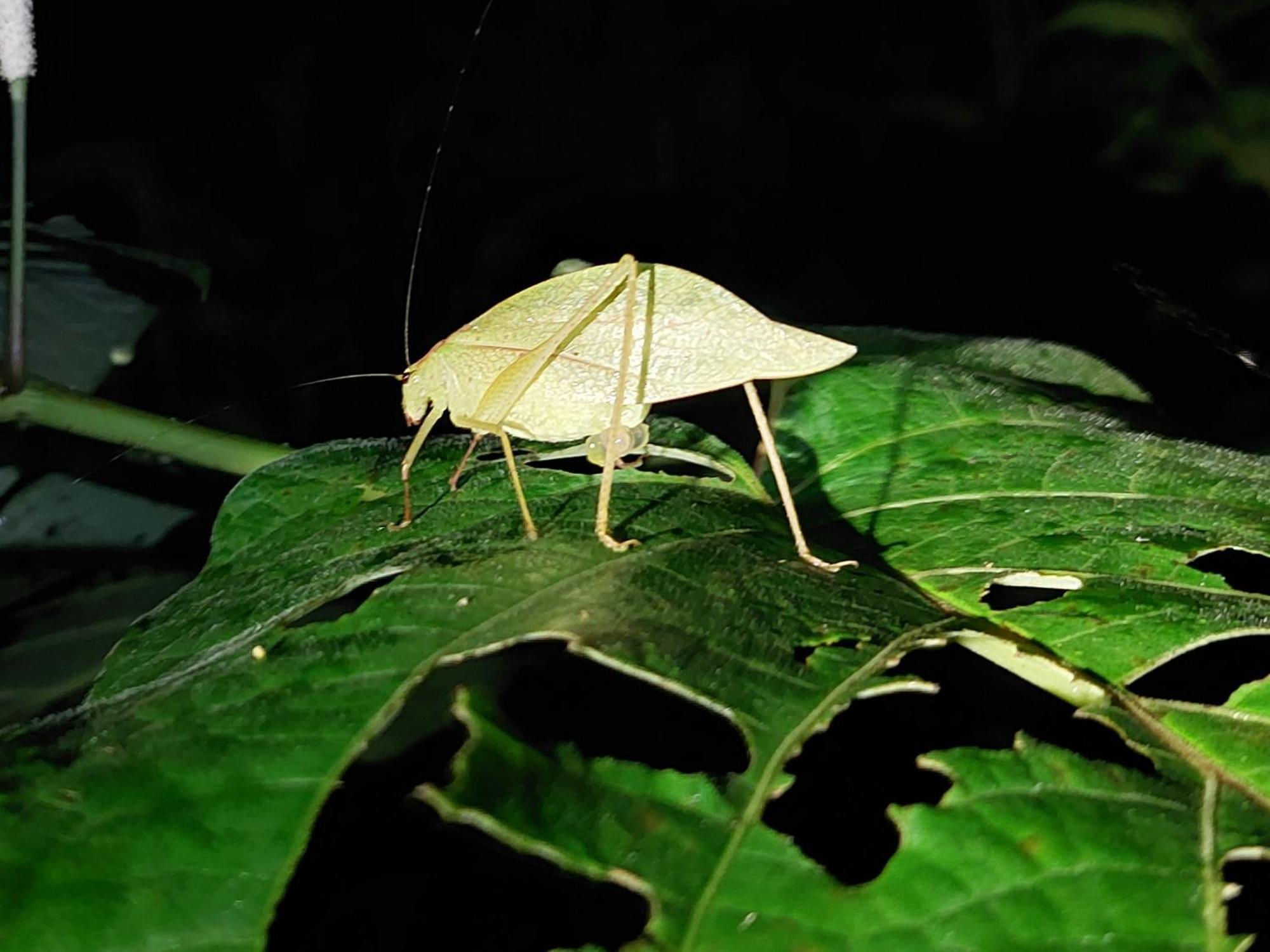 Hope Garden, Sarapiqui, We Connect You With The Sarapiqui Tropical Forest Bagian luar foto