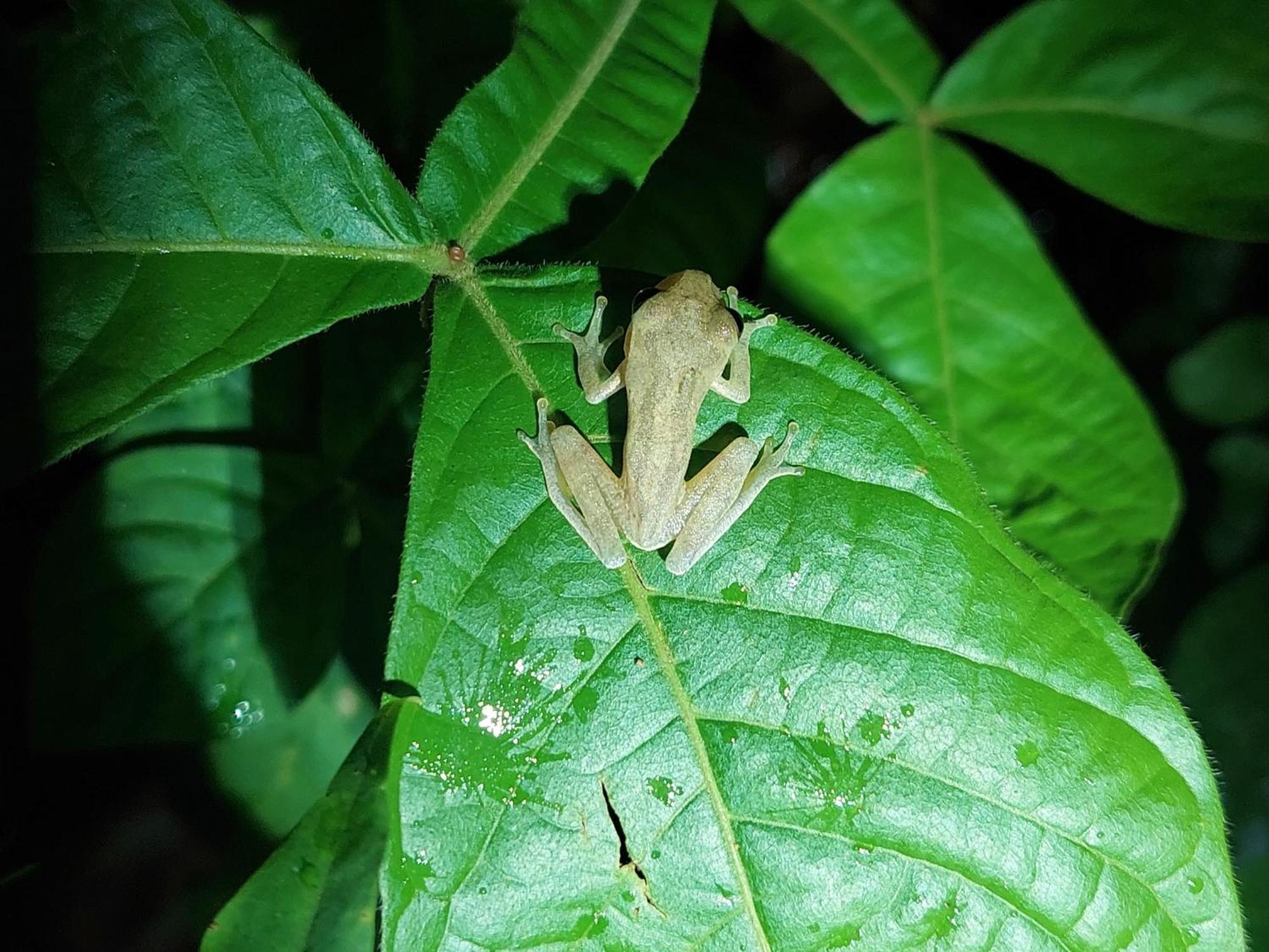 Hope Garden, Sarapiqui, We Connect You With The Sarapiqui Tropical Forest Bagian luar foto