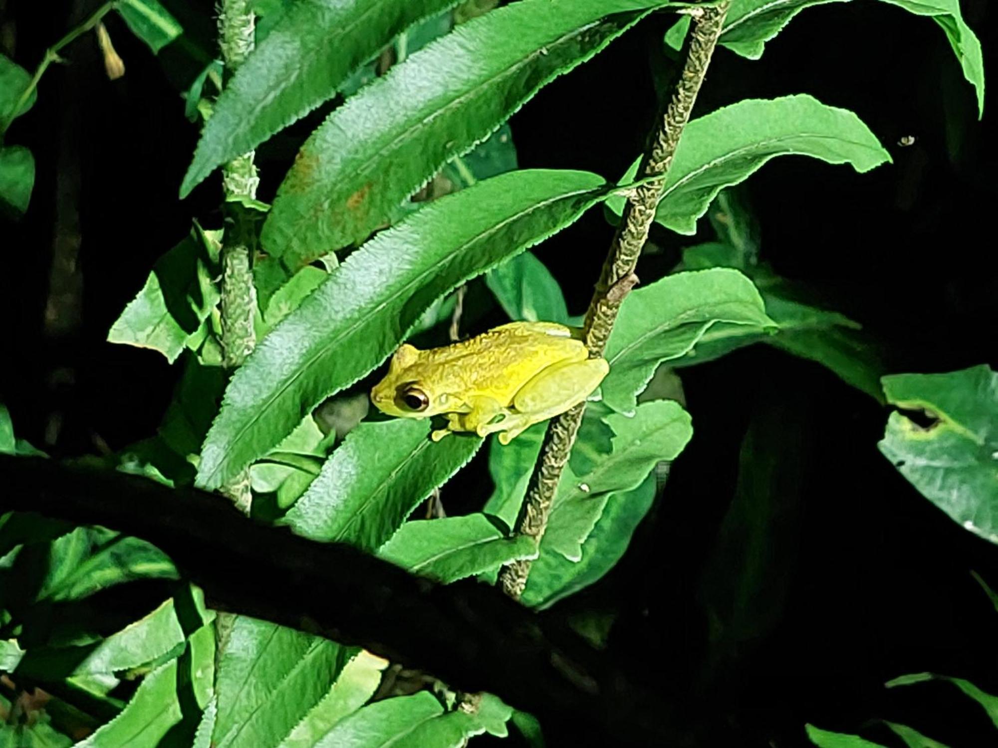 Hope Garden, Sarapiqui, We Connect You With The Sarapiqui Tropical Forest Bagian luar foto