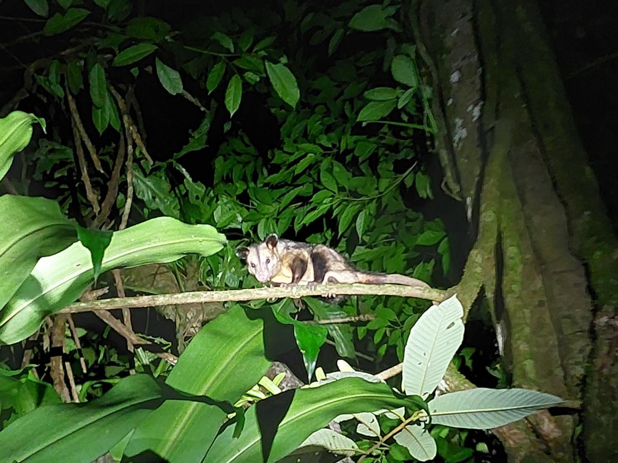 Hope Garden, Sarapiqui, We Connect You With The Sarapiqui Tropical Forest Bagian luar foto