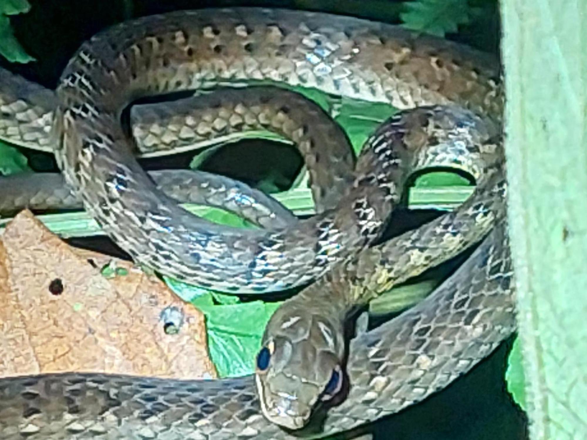 Hope Garden, Sarapiqui, We Connect You With The Sarapiqui Tropical Forest Bagian luar foto