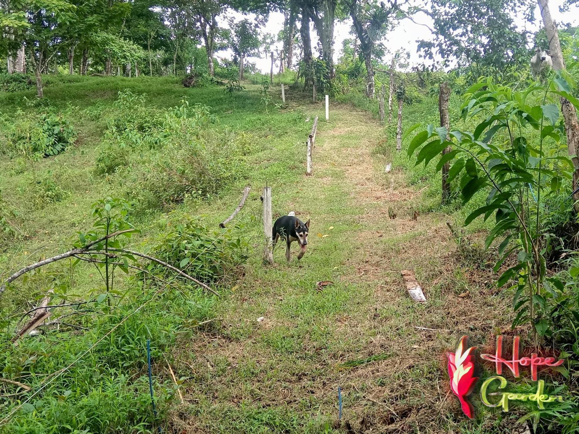 Hope Garden, Sarapiqui, We Connect You With The Sarapiqui Tropical Forest Bagian luar foto
