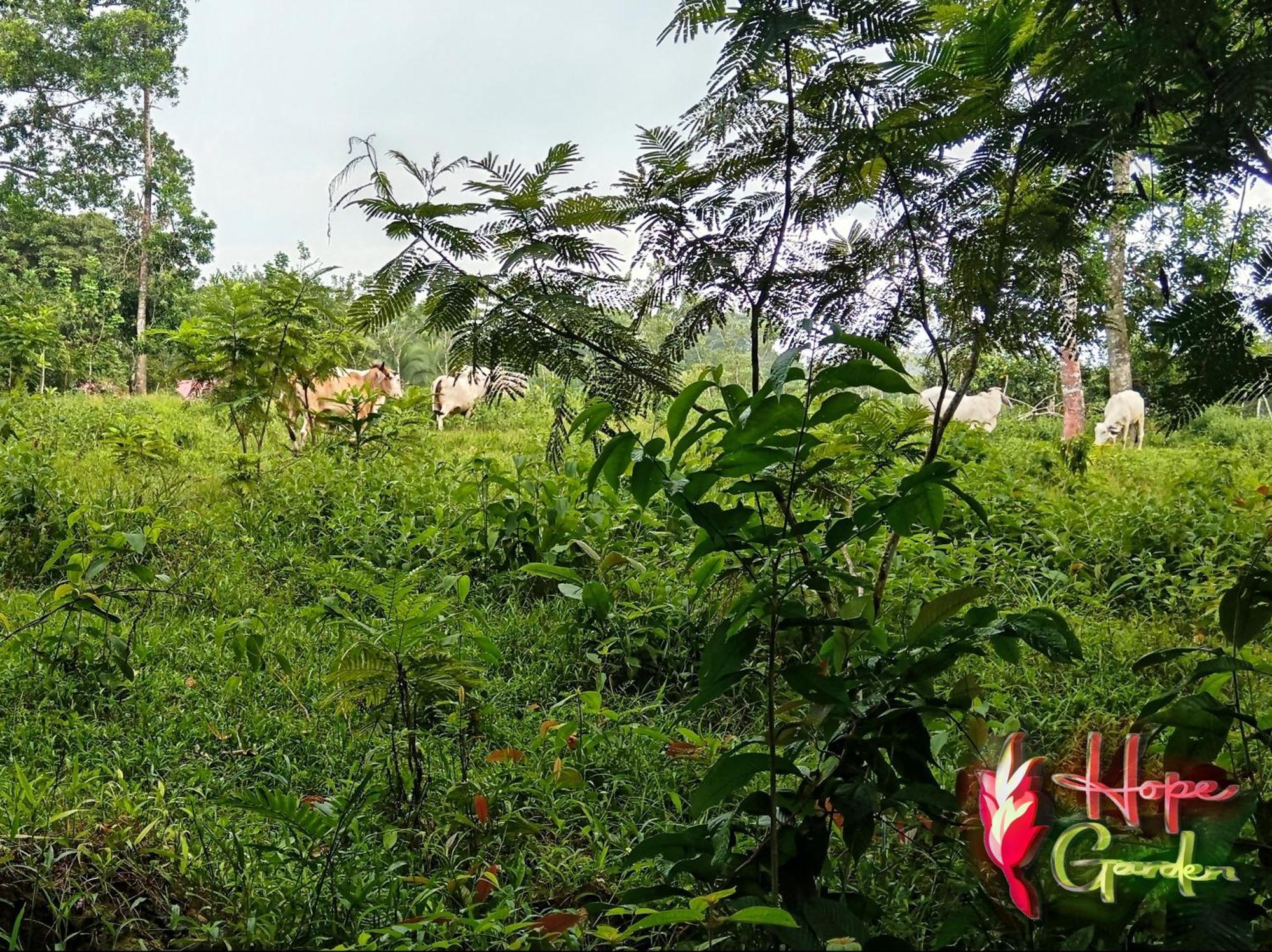 Hope Garden, Sarapiqui, We Connect You With The Sarapiqui Tropical Forest Bagian luar foto